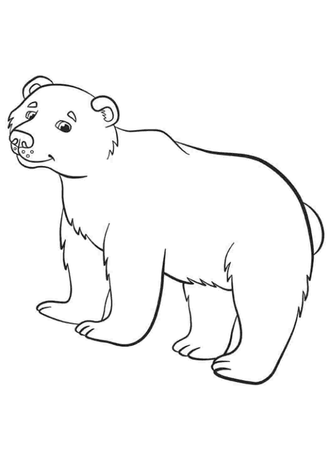 Раскраска Гризли