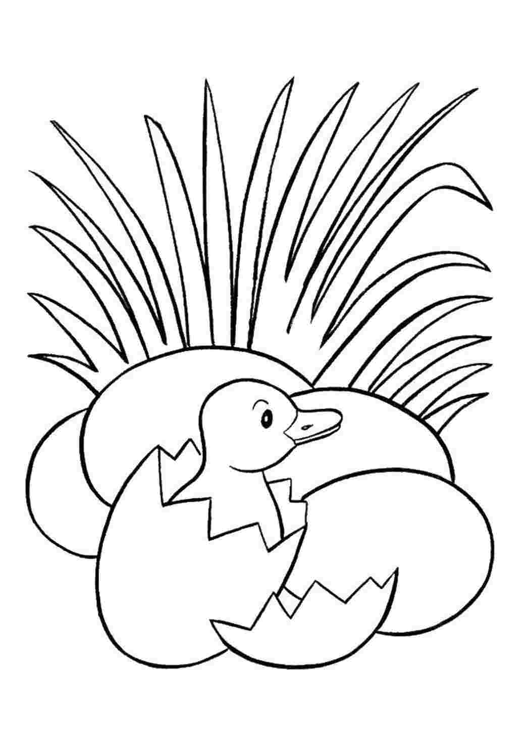 Раскраска Цвітко вилупився з яйця на траві