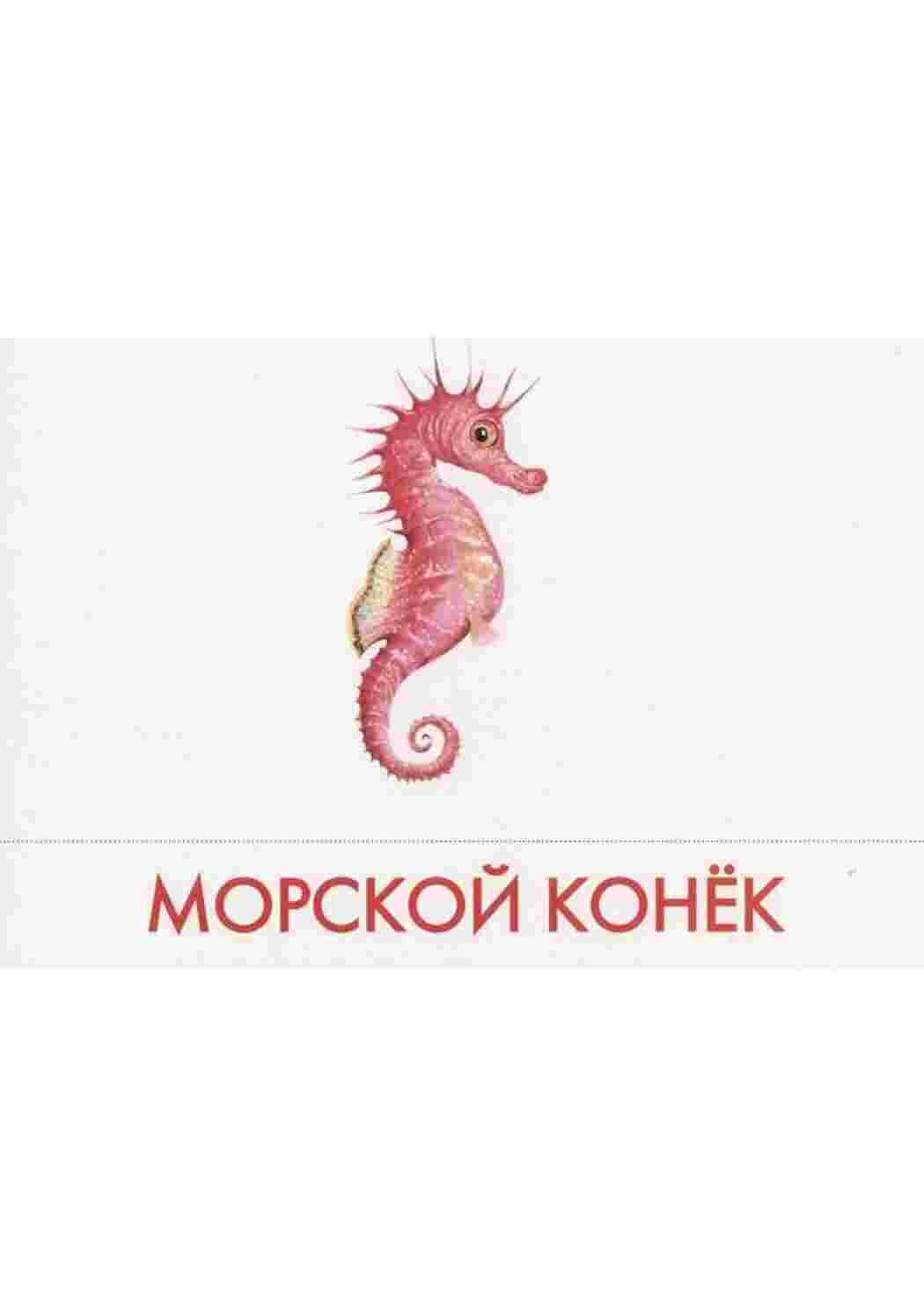 Раскраска картки морські мешканці