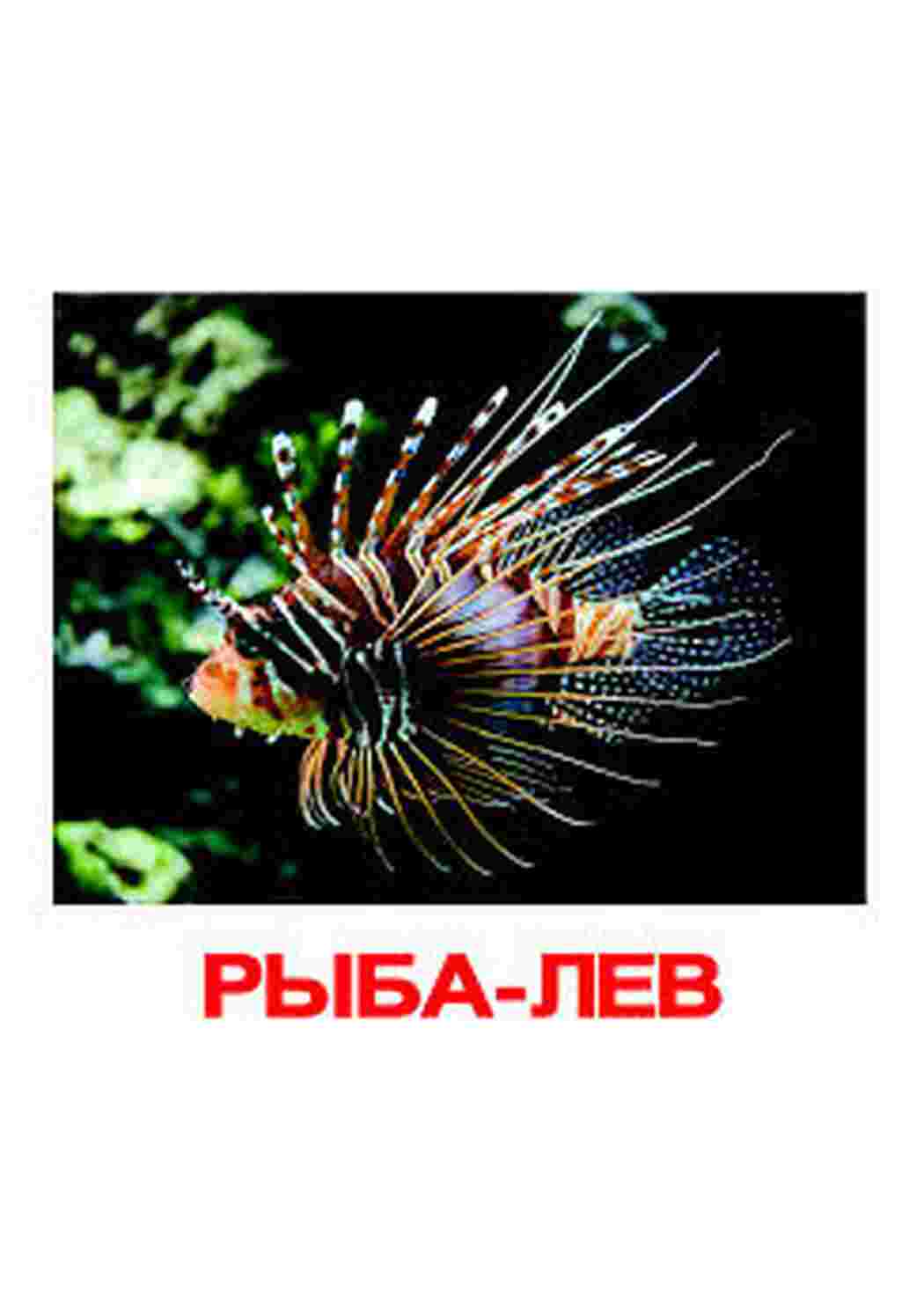 Раскраска картки морські мешканці