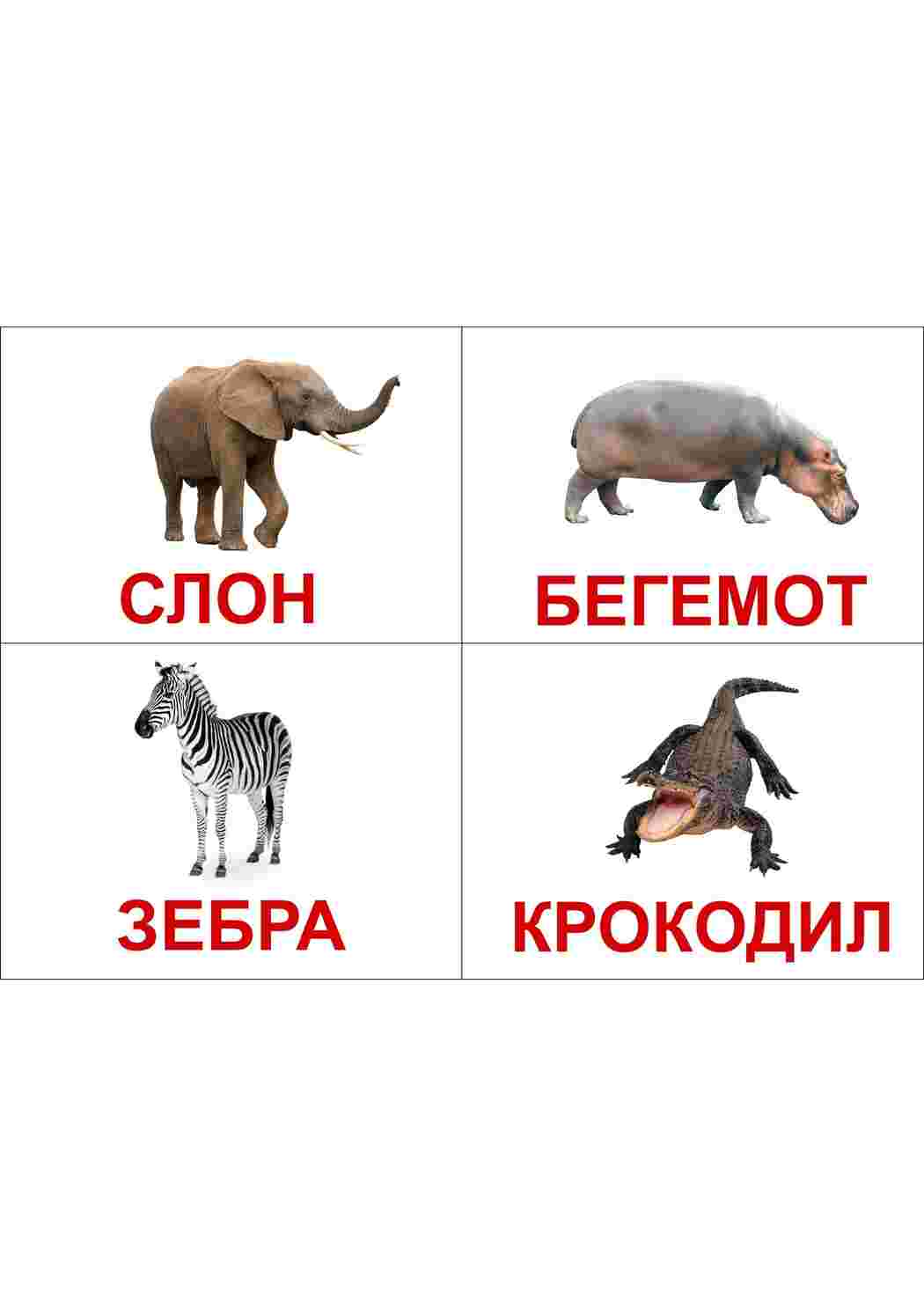 Раскраска Картки з тваринами та комахами