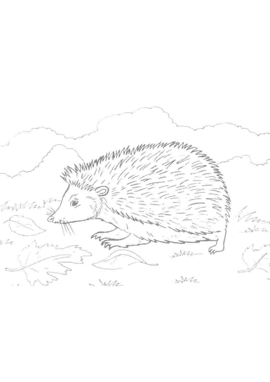 Раскраска Їжачок іде по доріжці