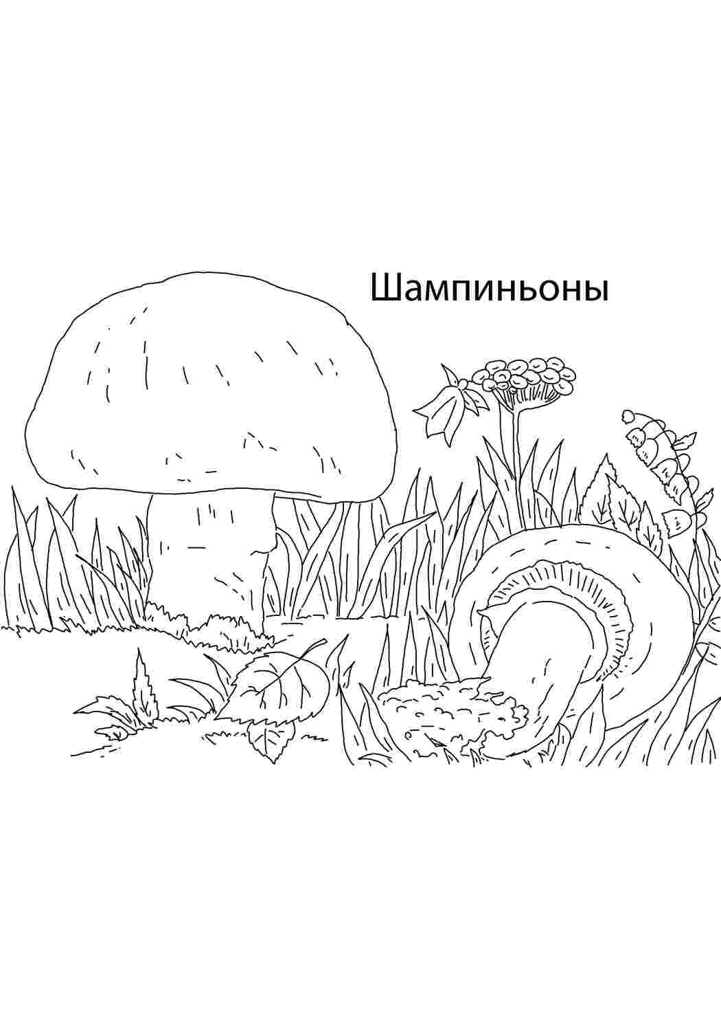Раскраска Шампіньйони