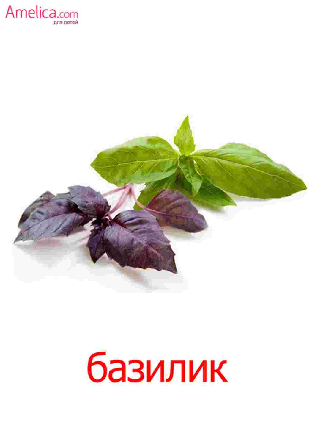 Раскраска картки овочі помідор картопля капуста