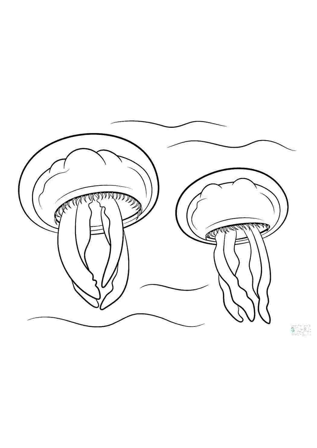 Раскраска Медузи