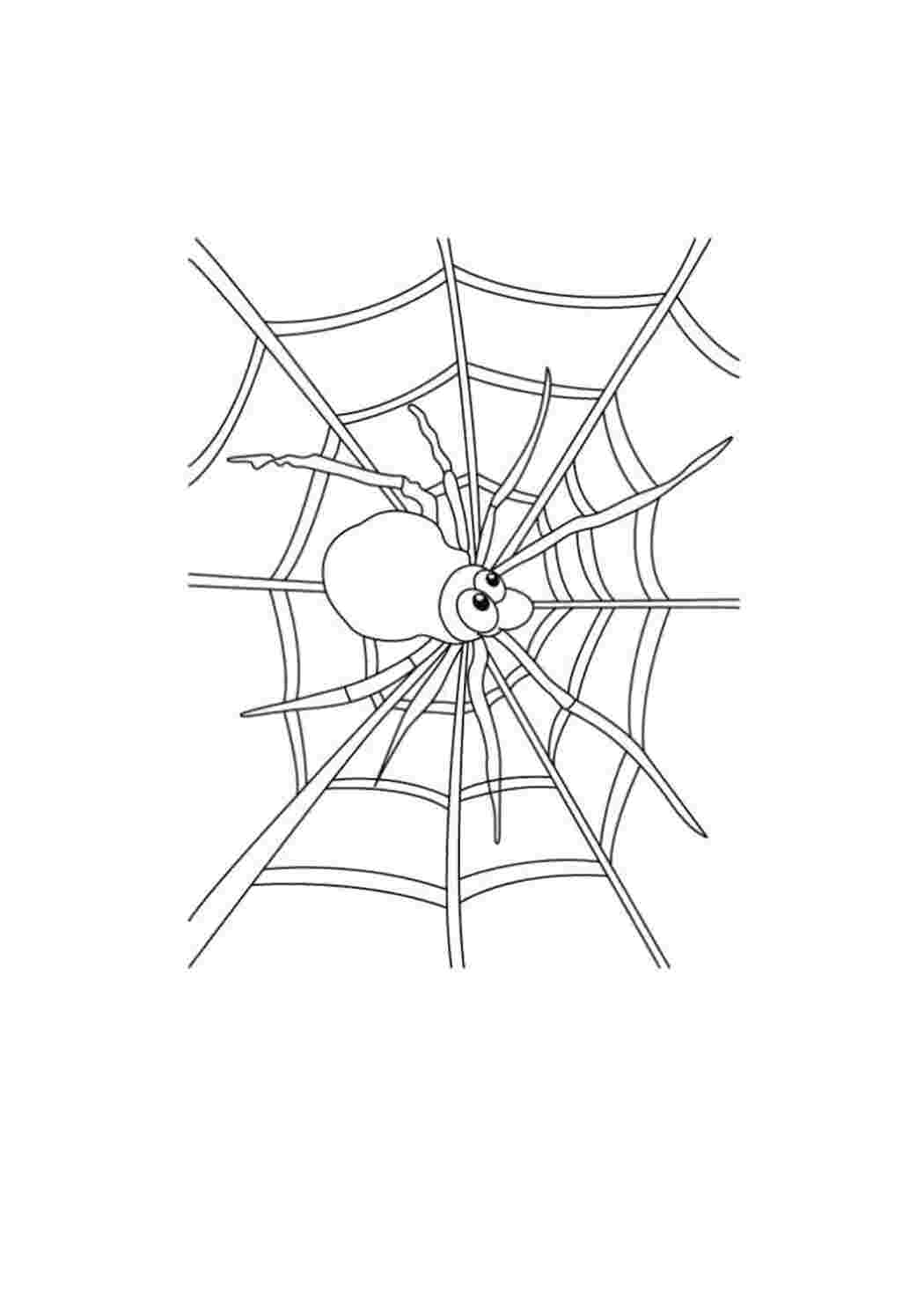 Раскраска Павук полює в павутині