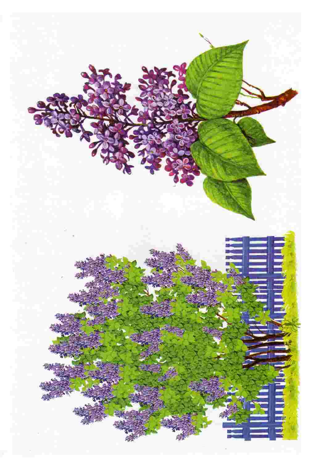 Раскраска Картки з деревами кущами листям та грибами