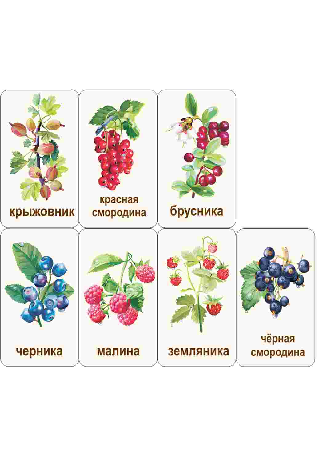 Раскраска картки ягода малина журавлина ожина