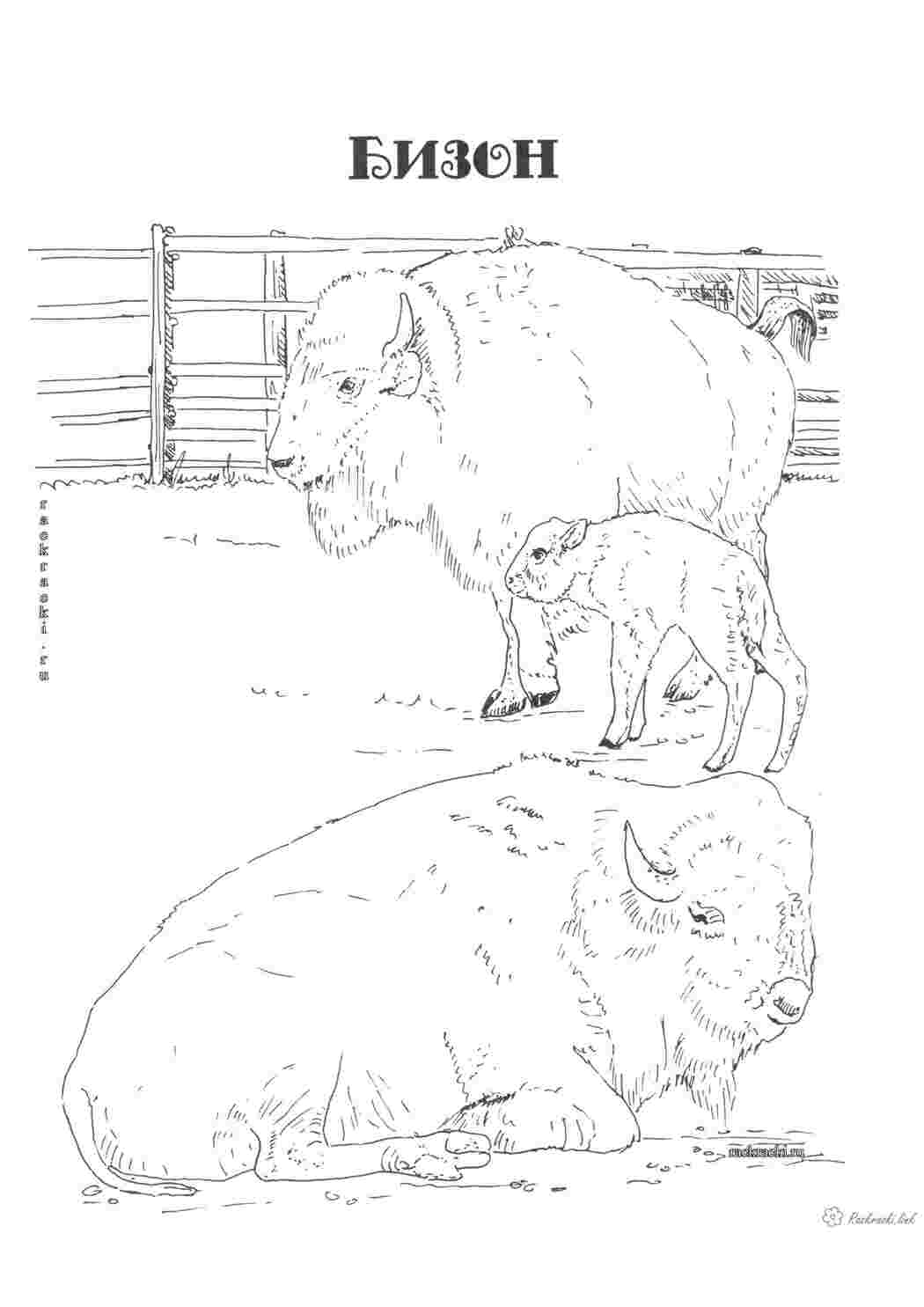 Раскраска розмальовки для дітей тварини Північна Америка бізон