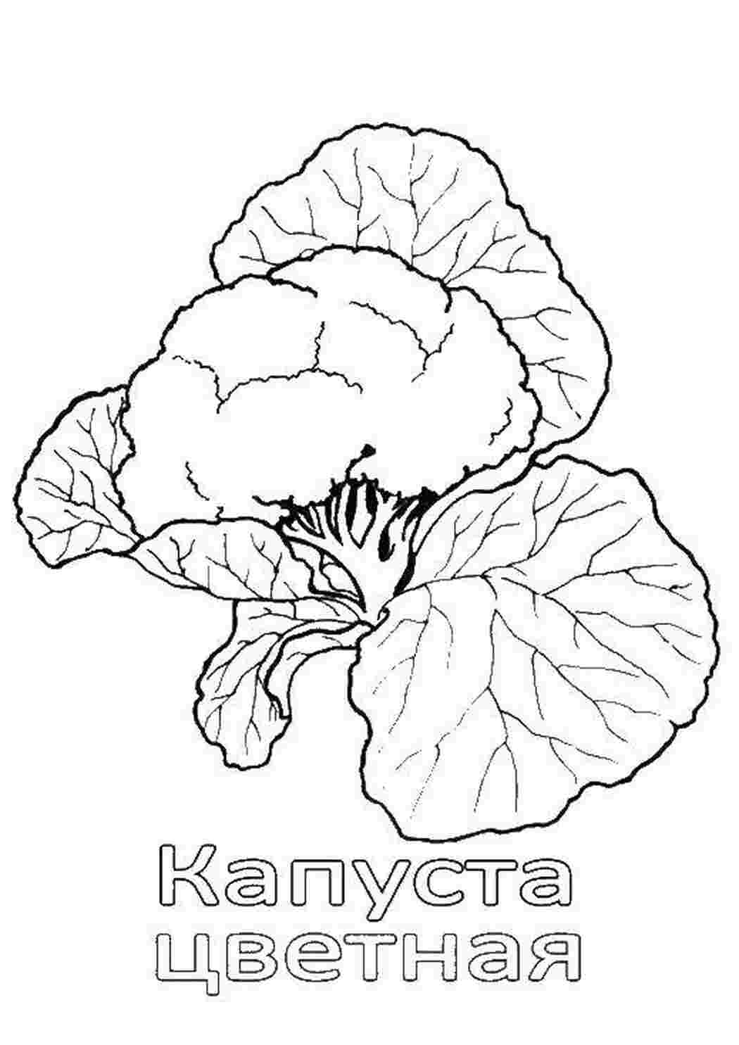 Раскраска Цвітна капуста