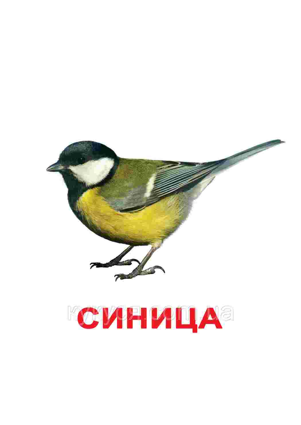 Раскраска картки домашні птахи кури качки