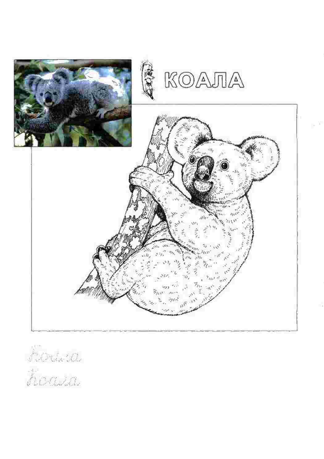 Раскраска Коала пропише
