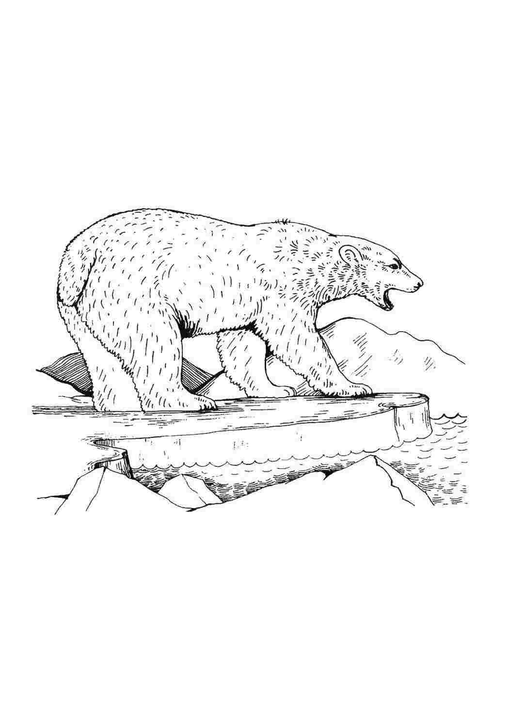 Раскраска Ведмідь