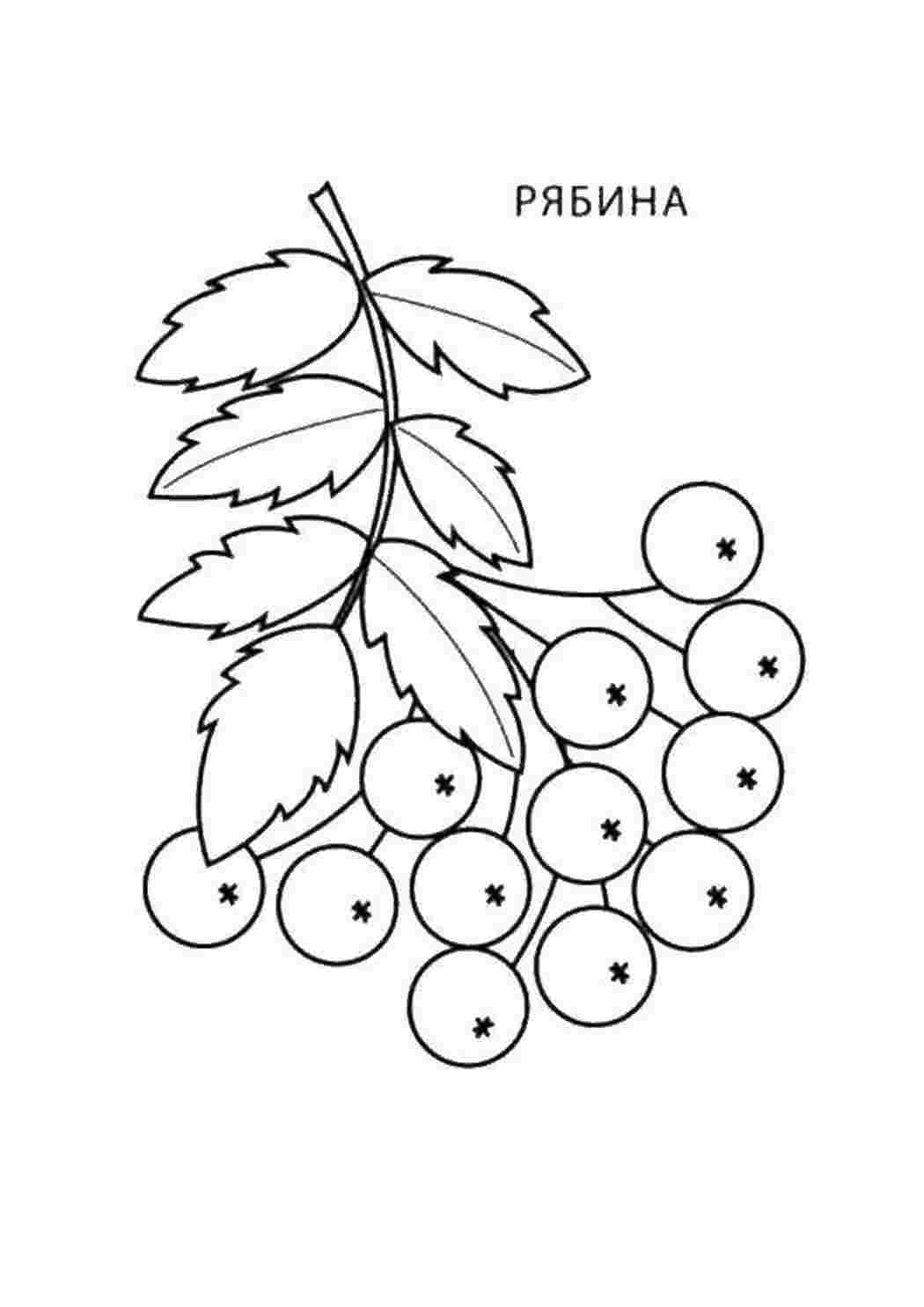 Раскраска Гладіолус