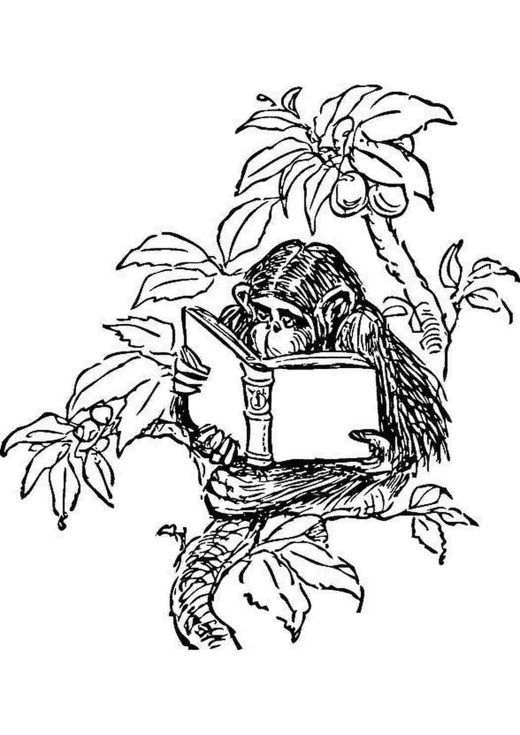 Раскраска Мавпа читає книгу