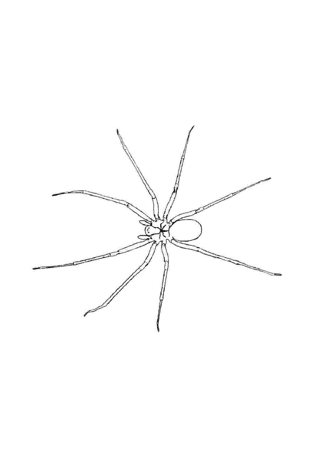 Раскраска Павук із довгими лапами