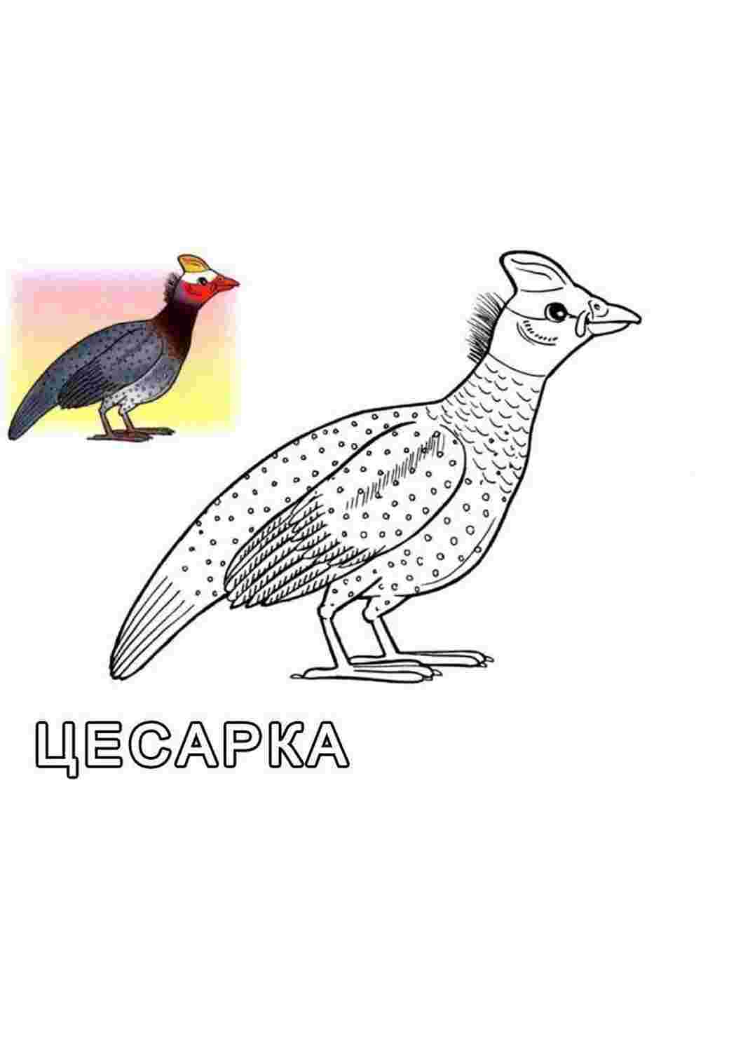 Раскраска Малюнок цесарки