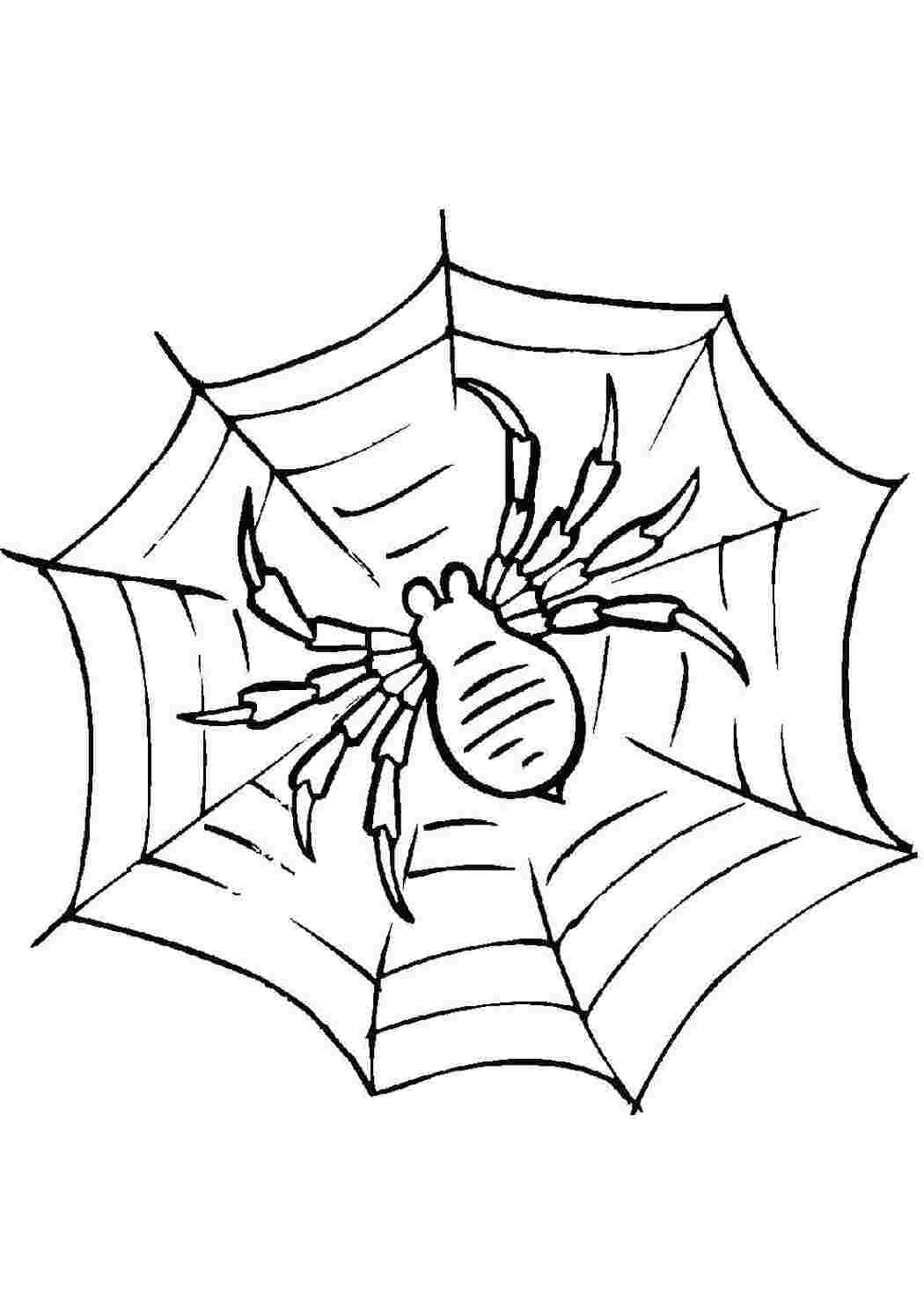 Раскраска Павук на павутині