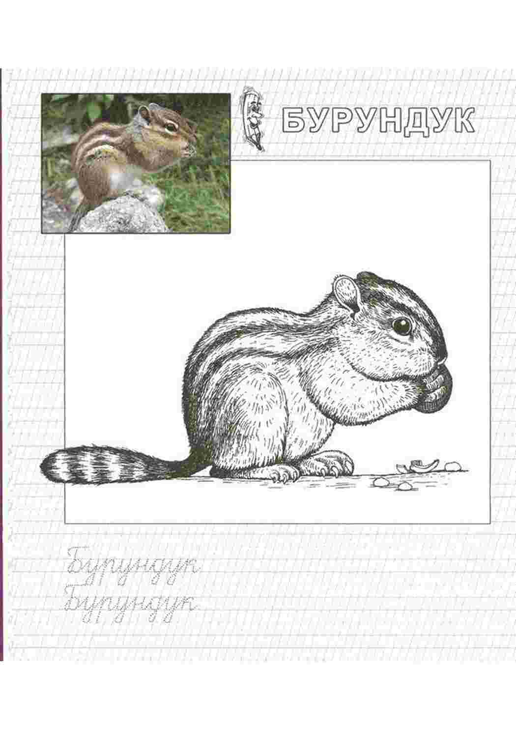 Раскраска Бобер з горіхом