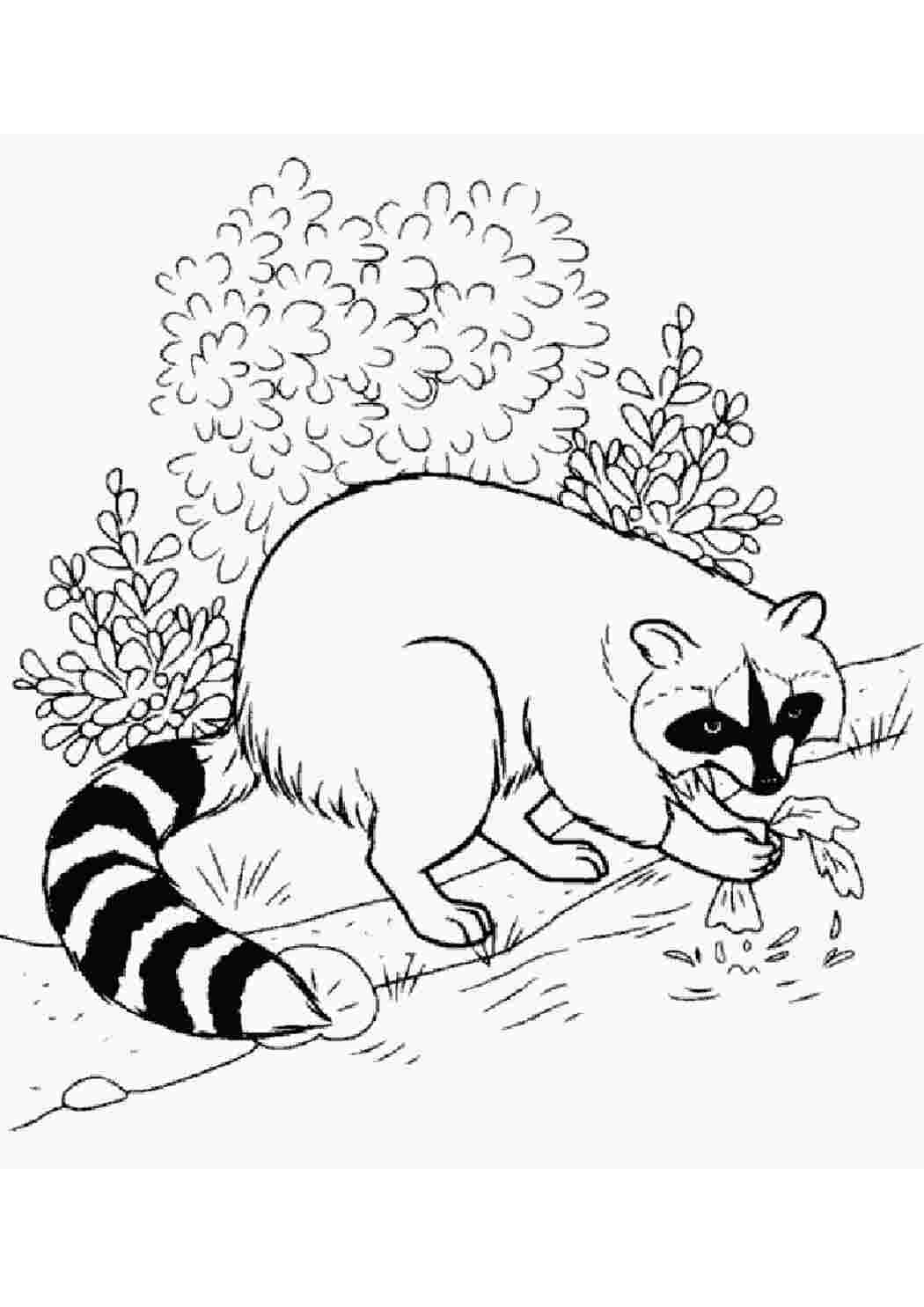 Раскраска Тварина єнот