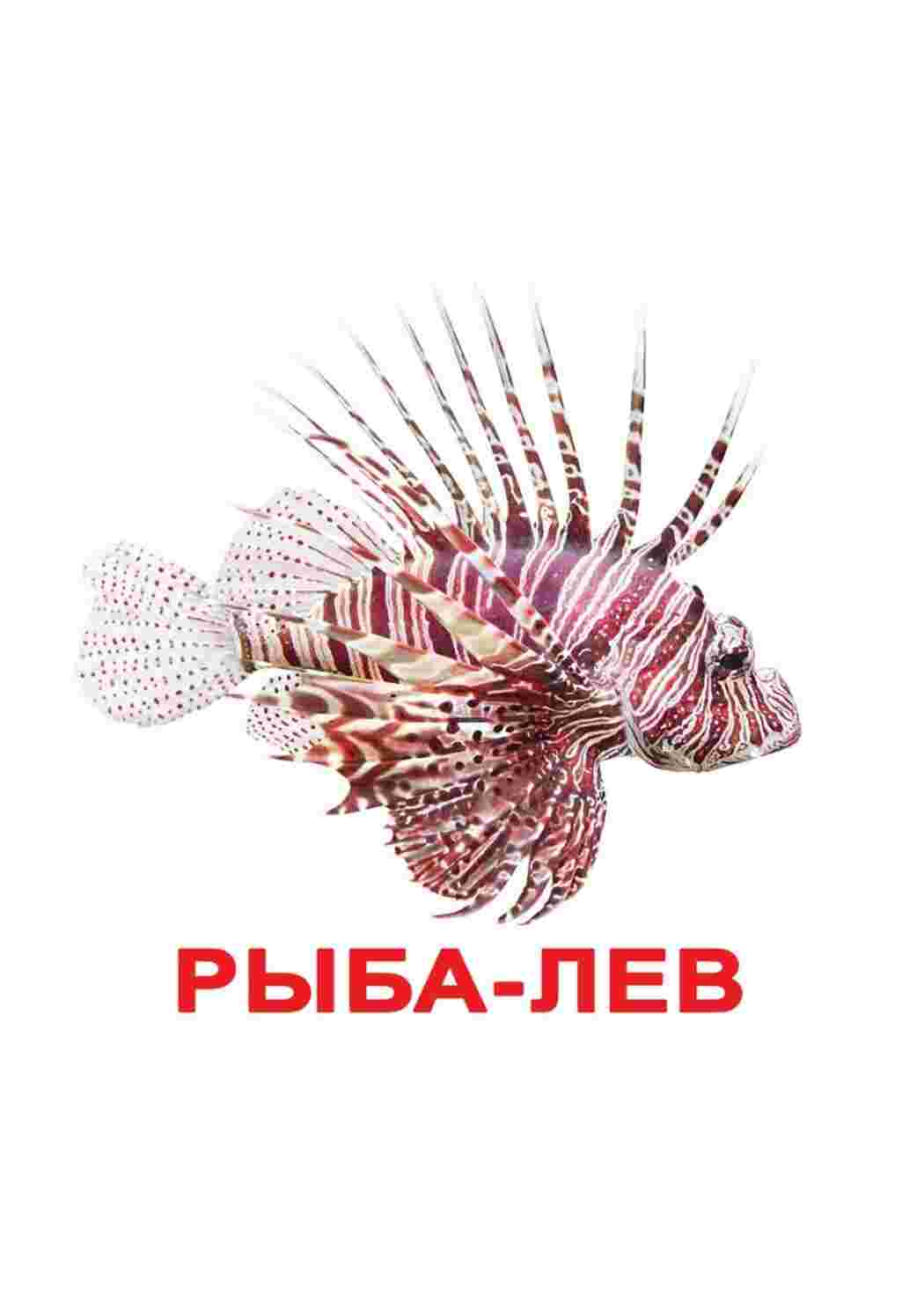 Раскраска картки з рибами