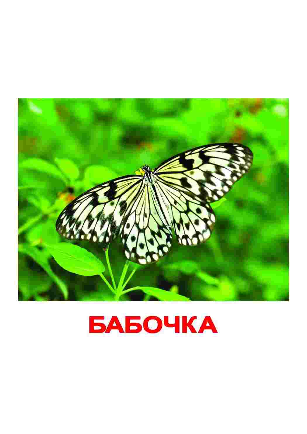 Раскраска картка комахи коник богомол гусениця