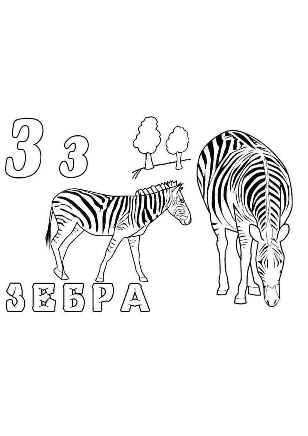Раскраска зебра