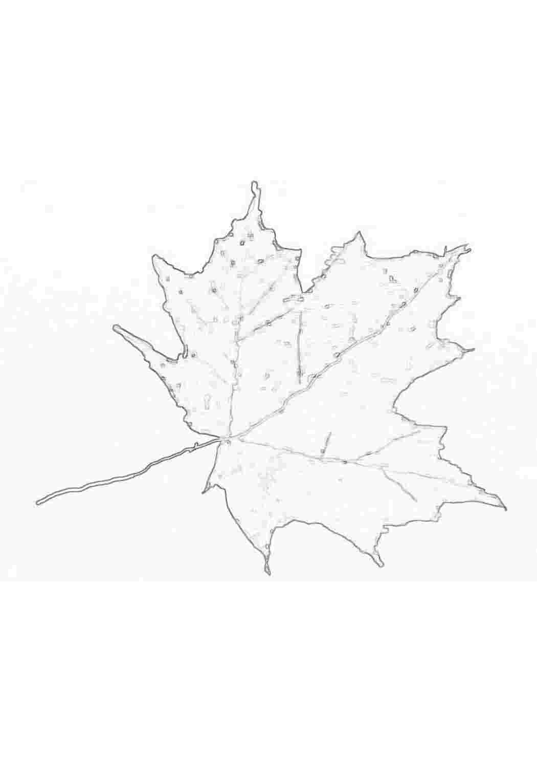 Раскраска листок клена