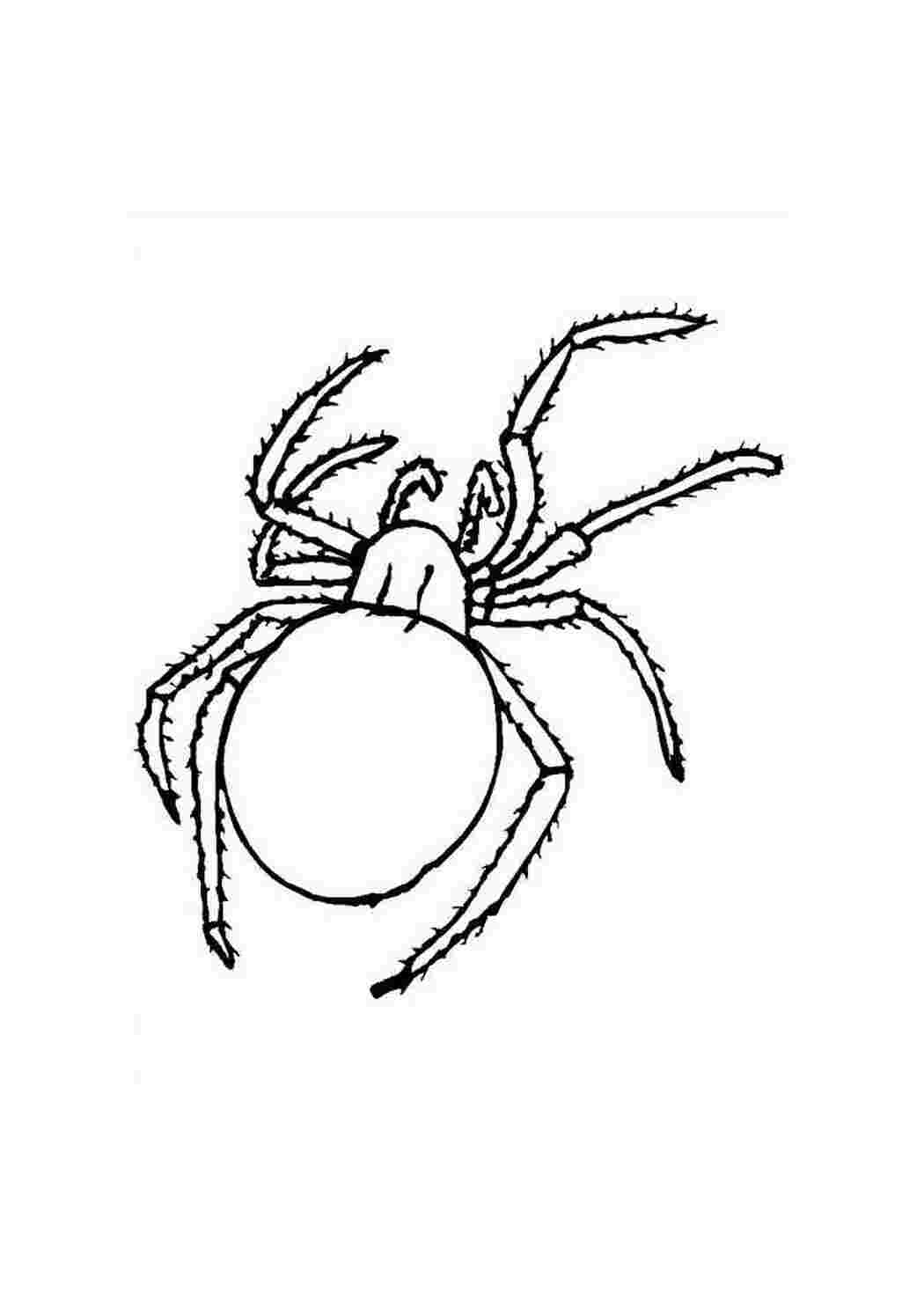 Раскраска Дитячі розмальовки для дівчаток і хлопчиків павук