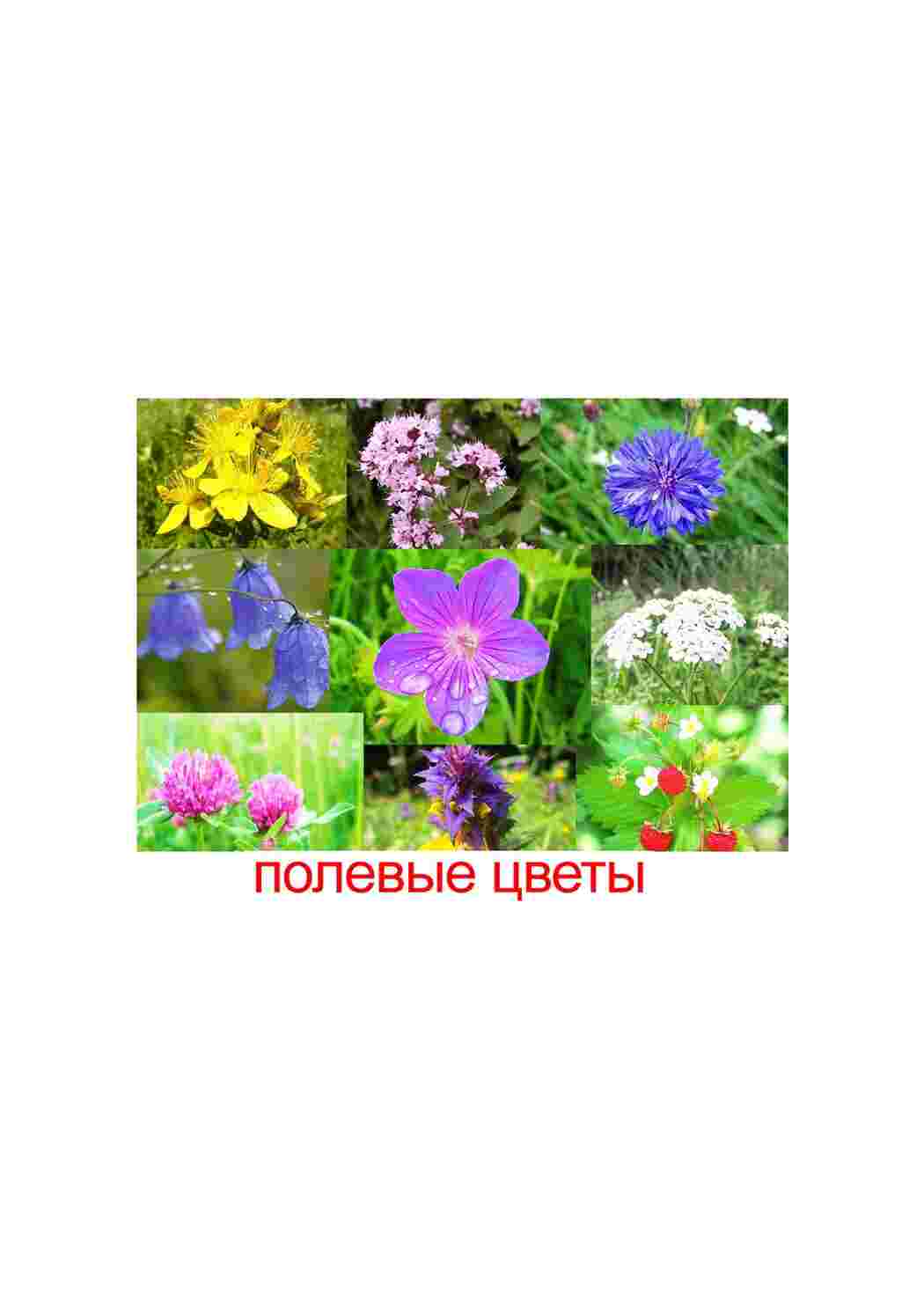 Раскраска зображення квіти троянди ромашки