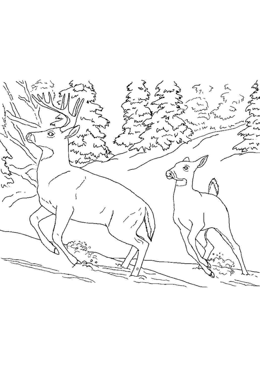 Раскраска Олени тікають від хижаків