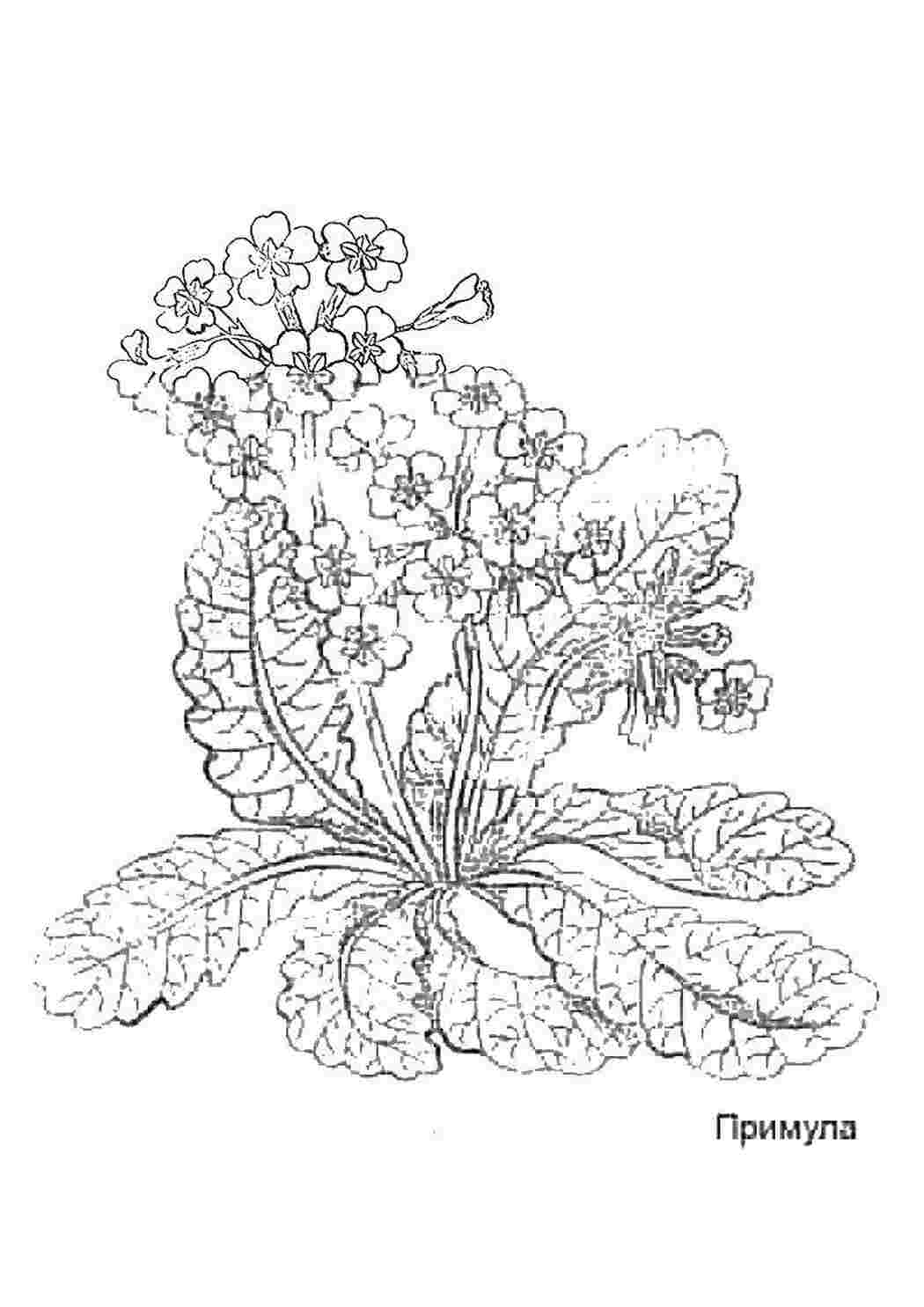 Раскраска Примула