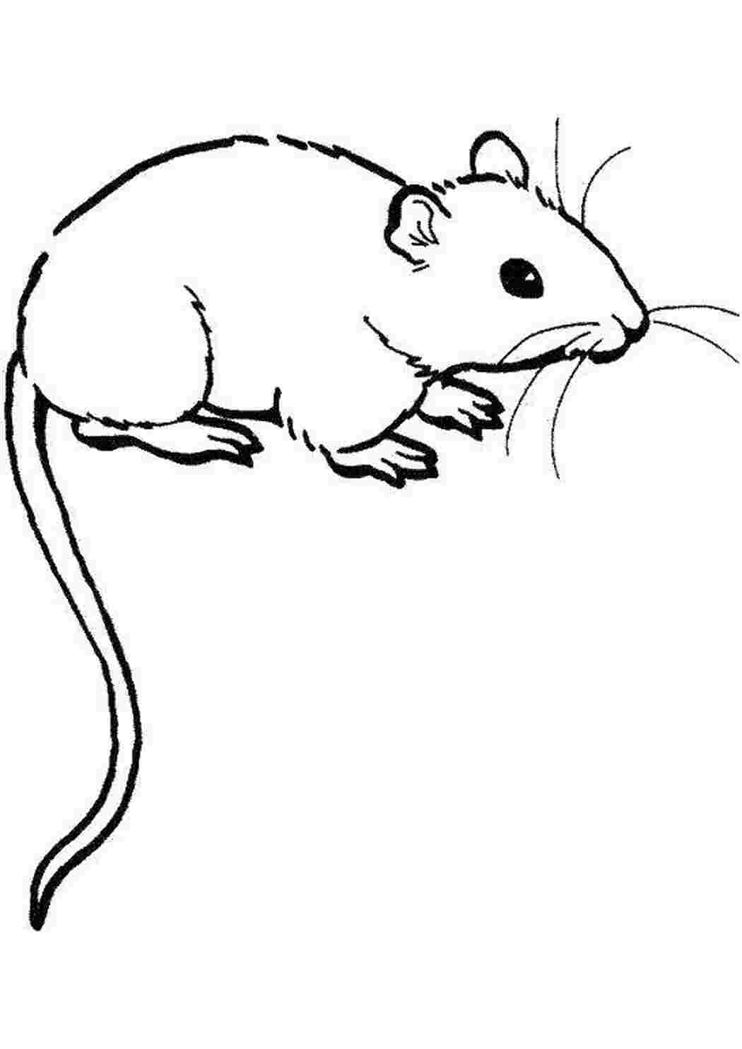 Раскраска Криска