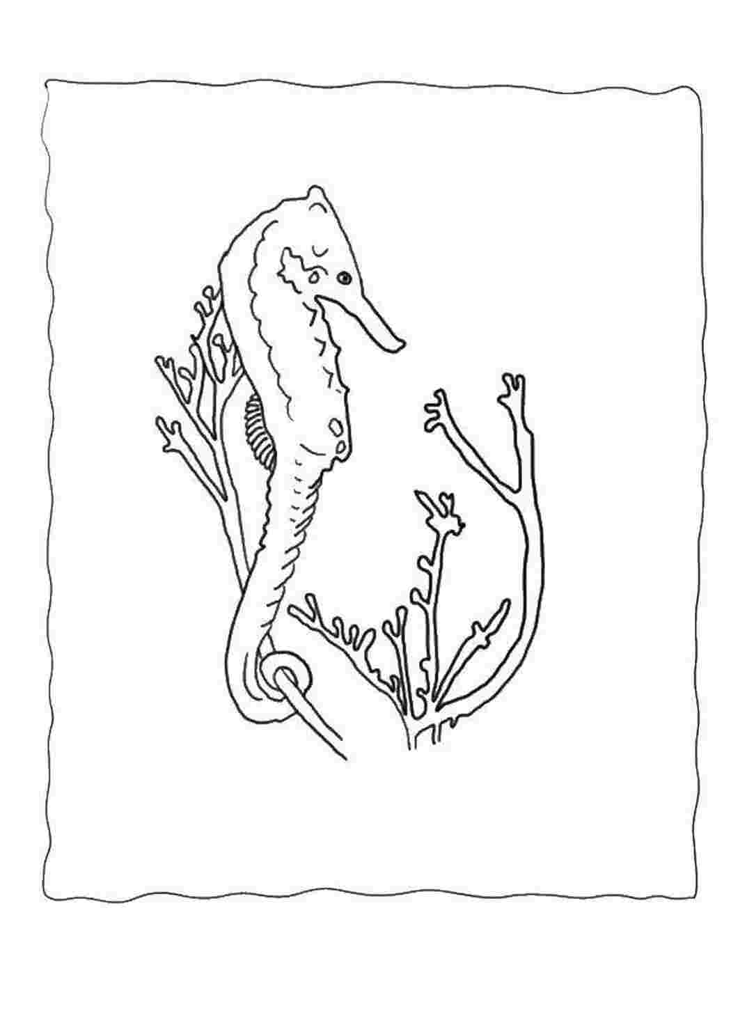 Раскраска Морський коник у коралів