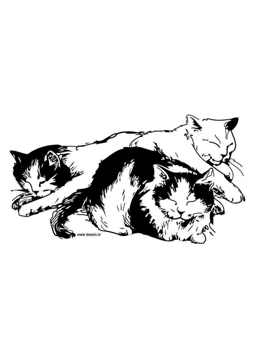Раскраска Три сплячі кошки