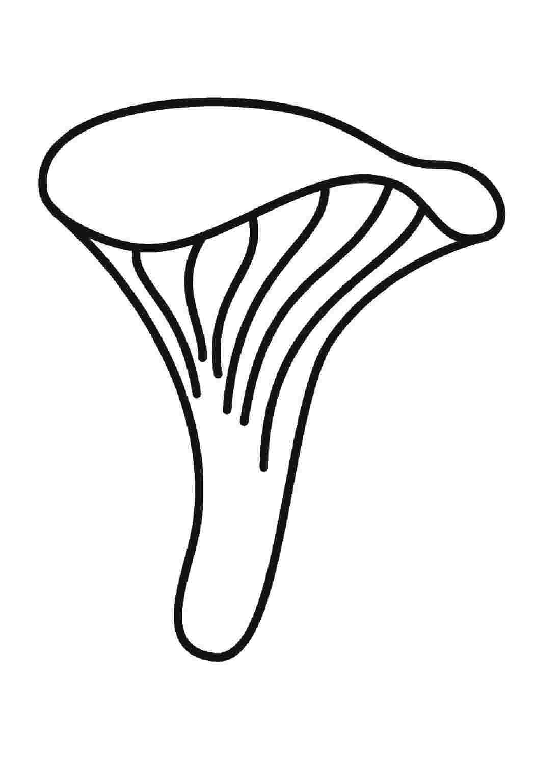 Раскраска Гриби