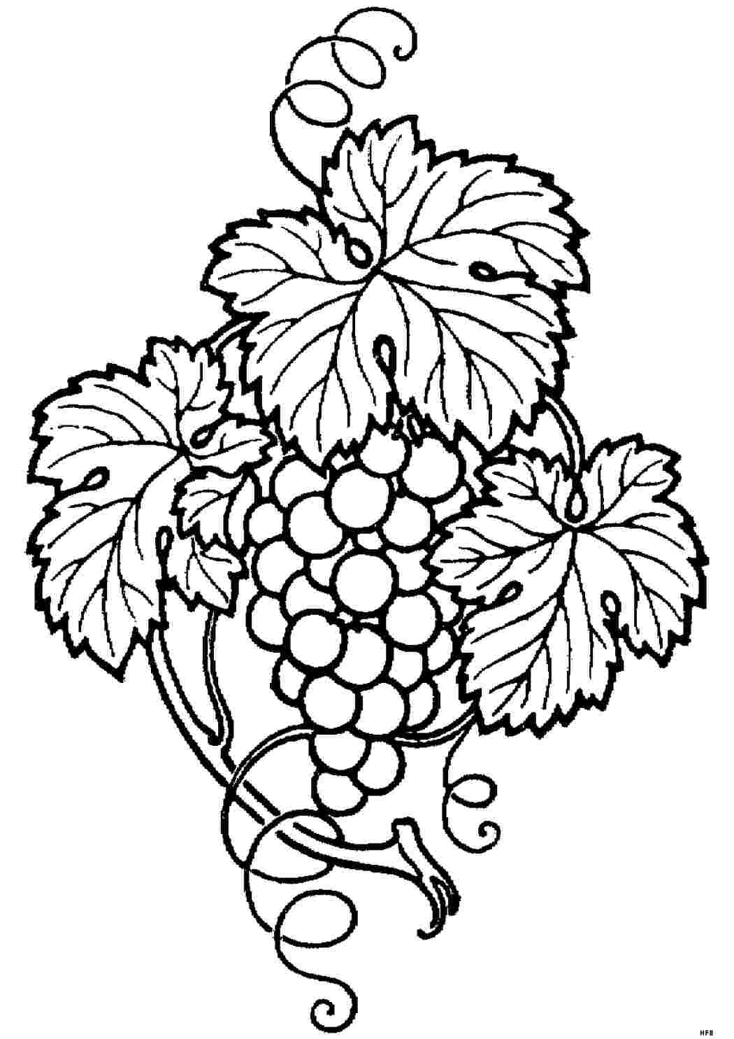 Раскраска Малюнки для вітражних фарб виноград