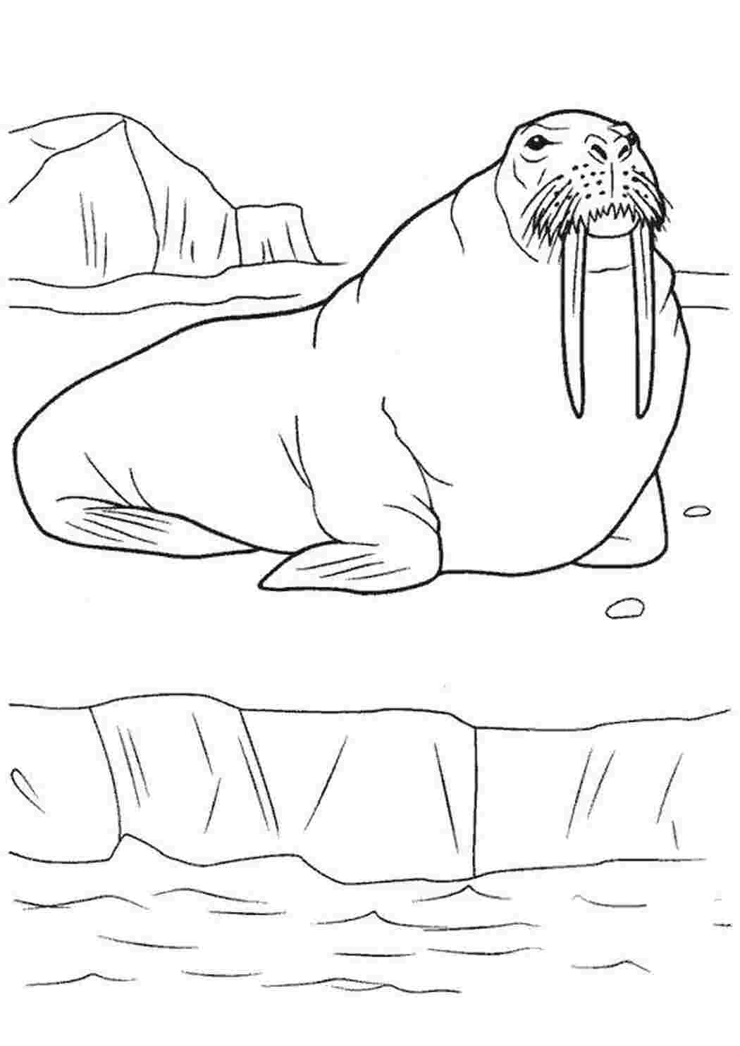 Раскраска Моржик