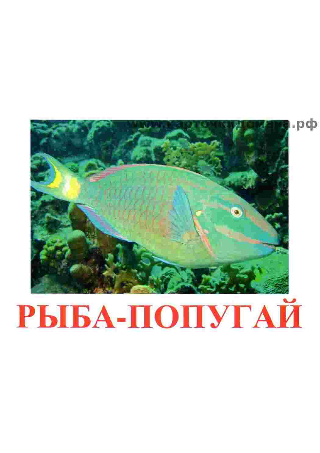 Раскраска картки з рибами