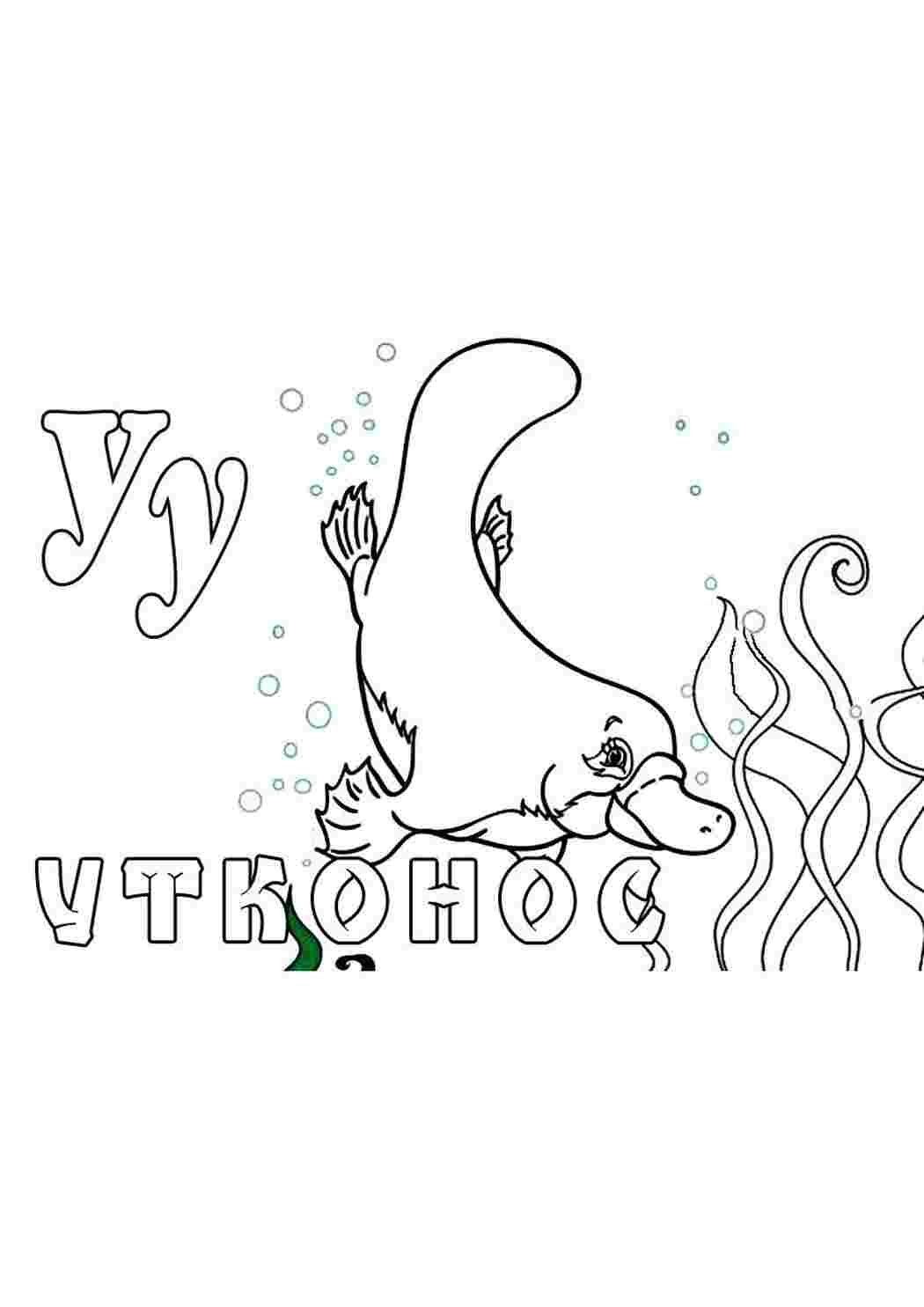 Раскраска Розфарбування качки видра