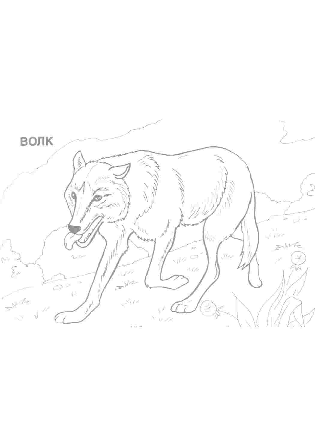 Раскраска Сірий вовк