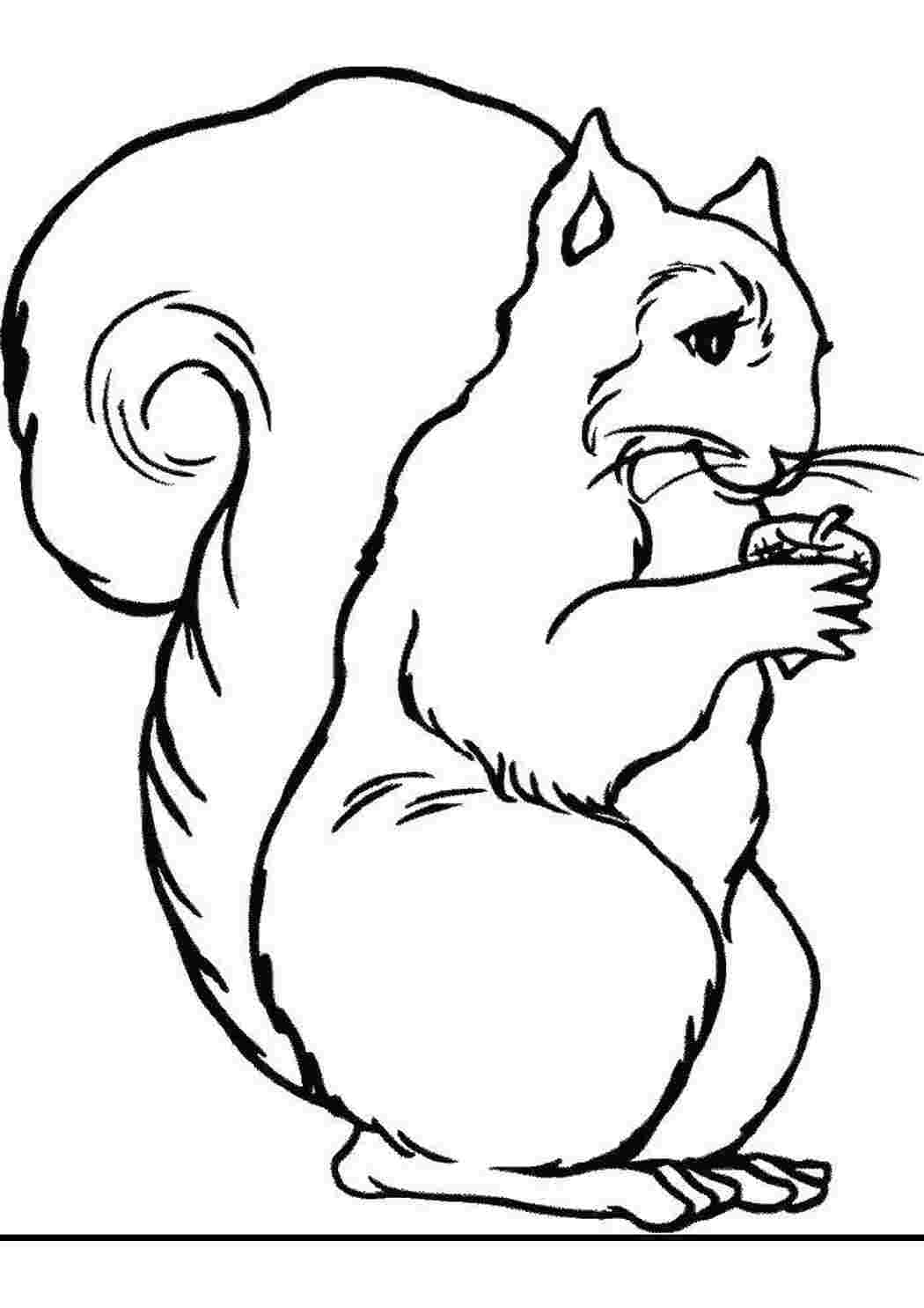 Раскраска Білка з горішком