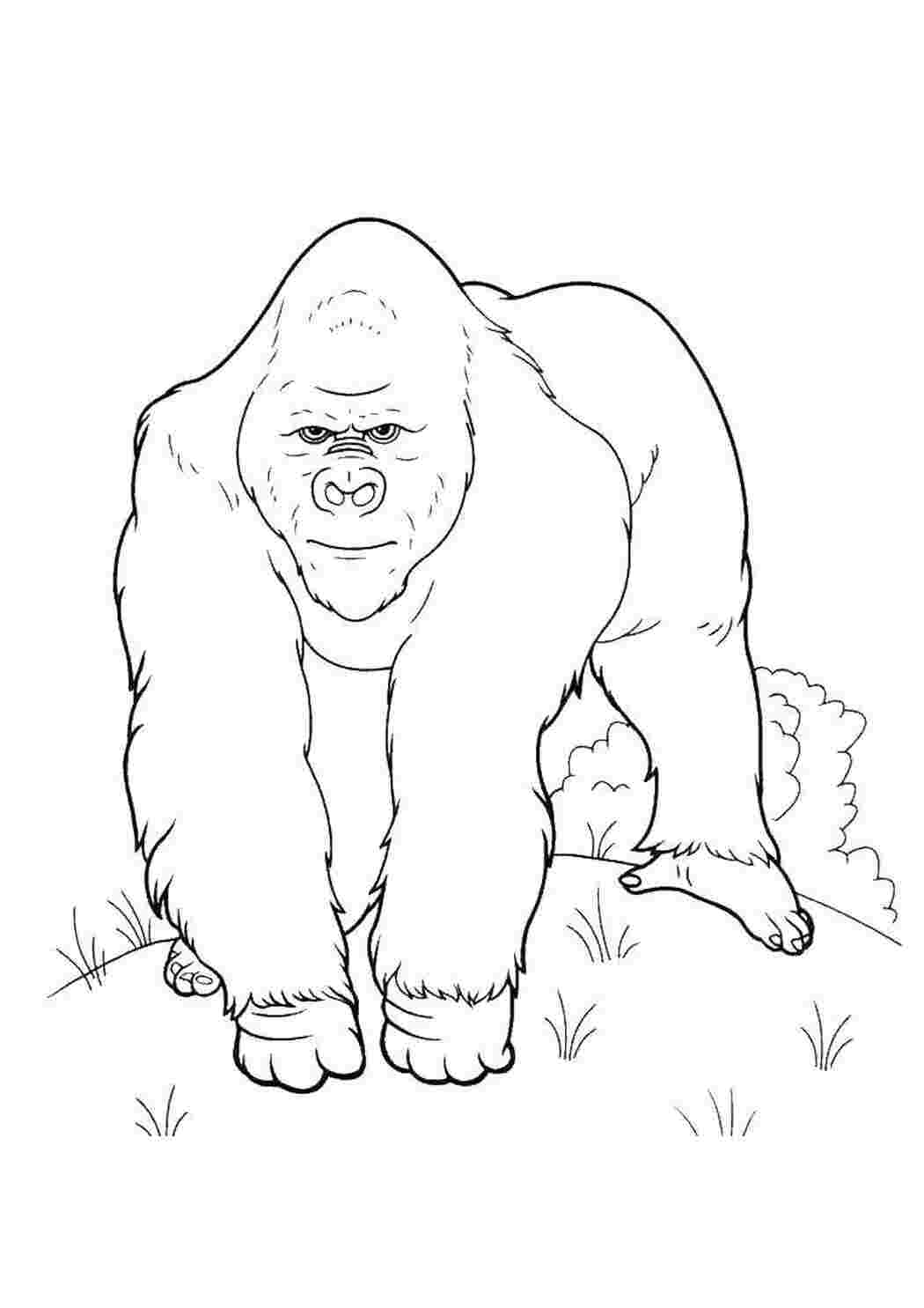 Раскраска горила