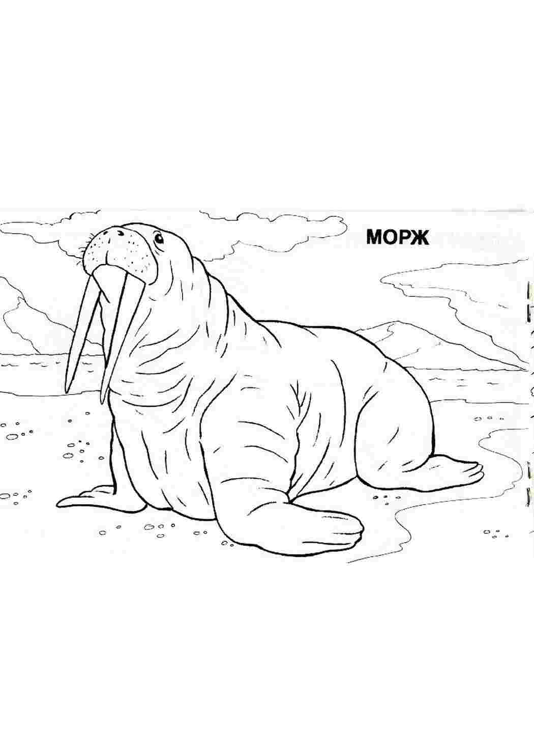 Раскраска Ілюстрація 3 з 5 для книги розфарбовки Світ тварин Арктики Лабіринт Джерело Рівва