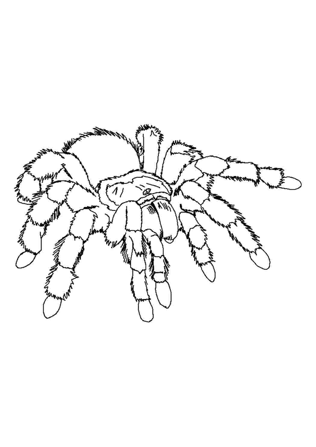 Раскраска Тарантул
