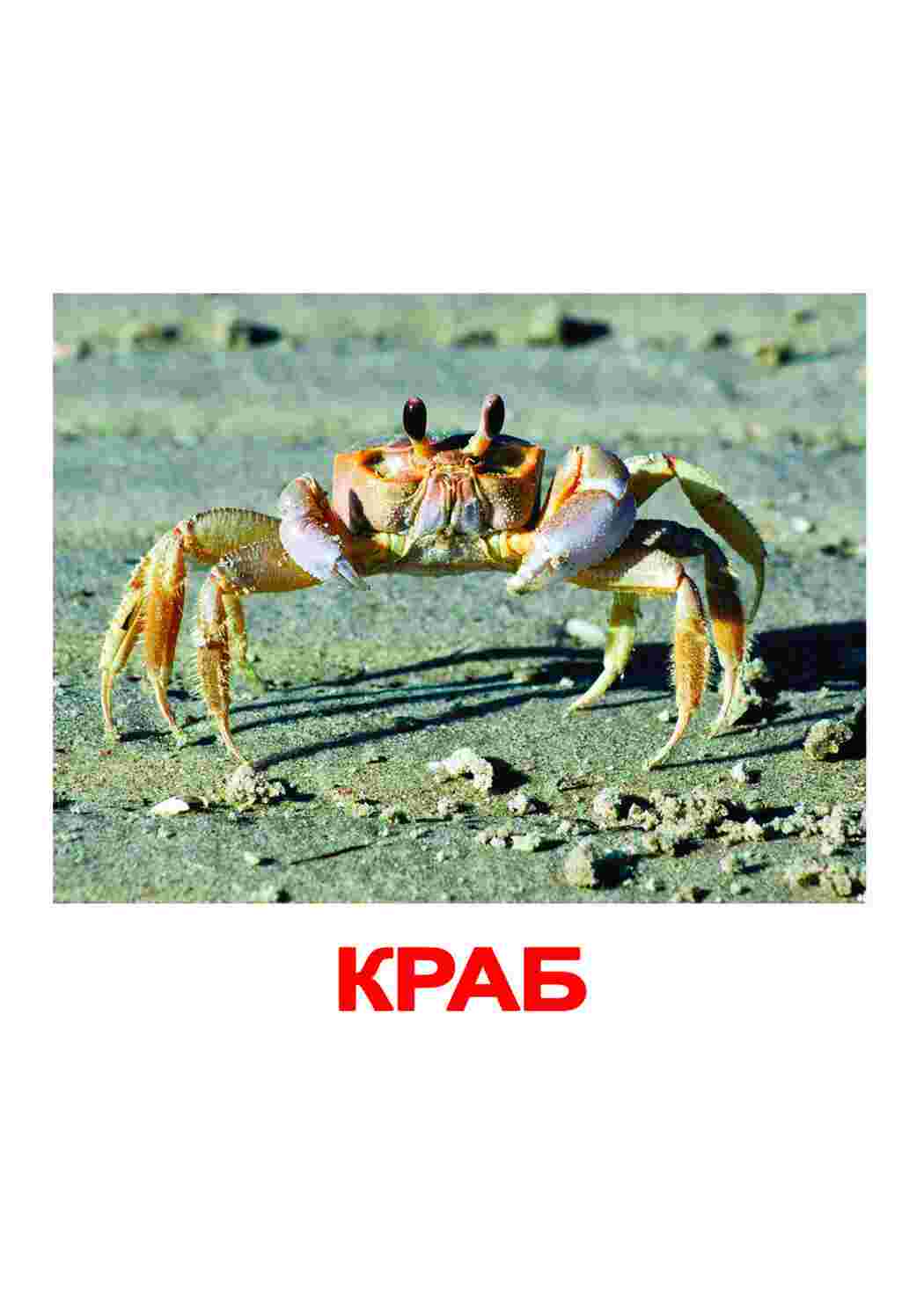Раскраска картки морські мешканці