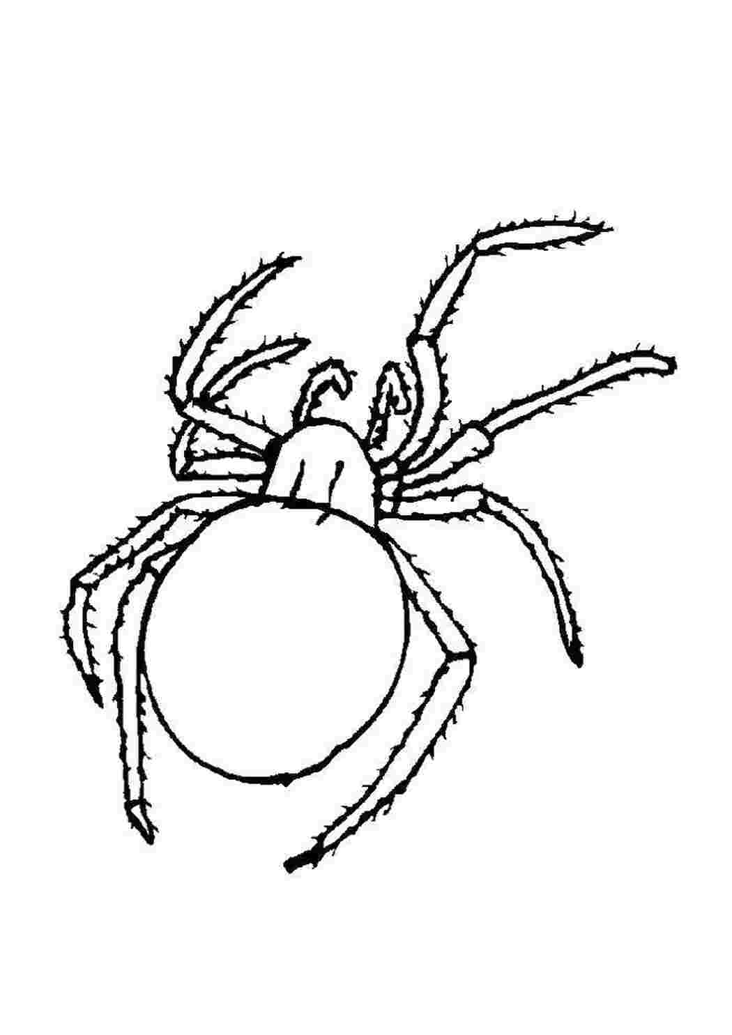 Раскраска Павук