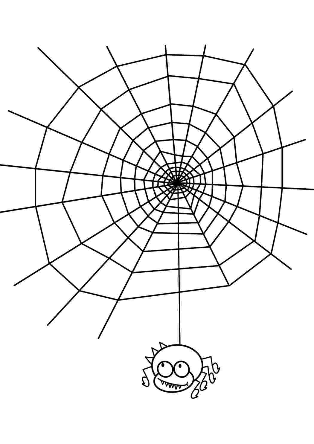 Раскраска Павук на павутині