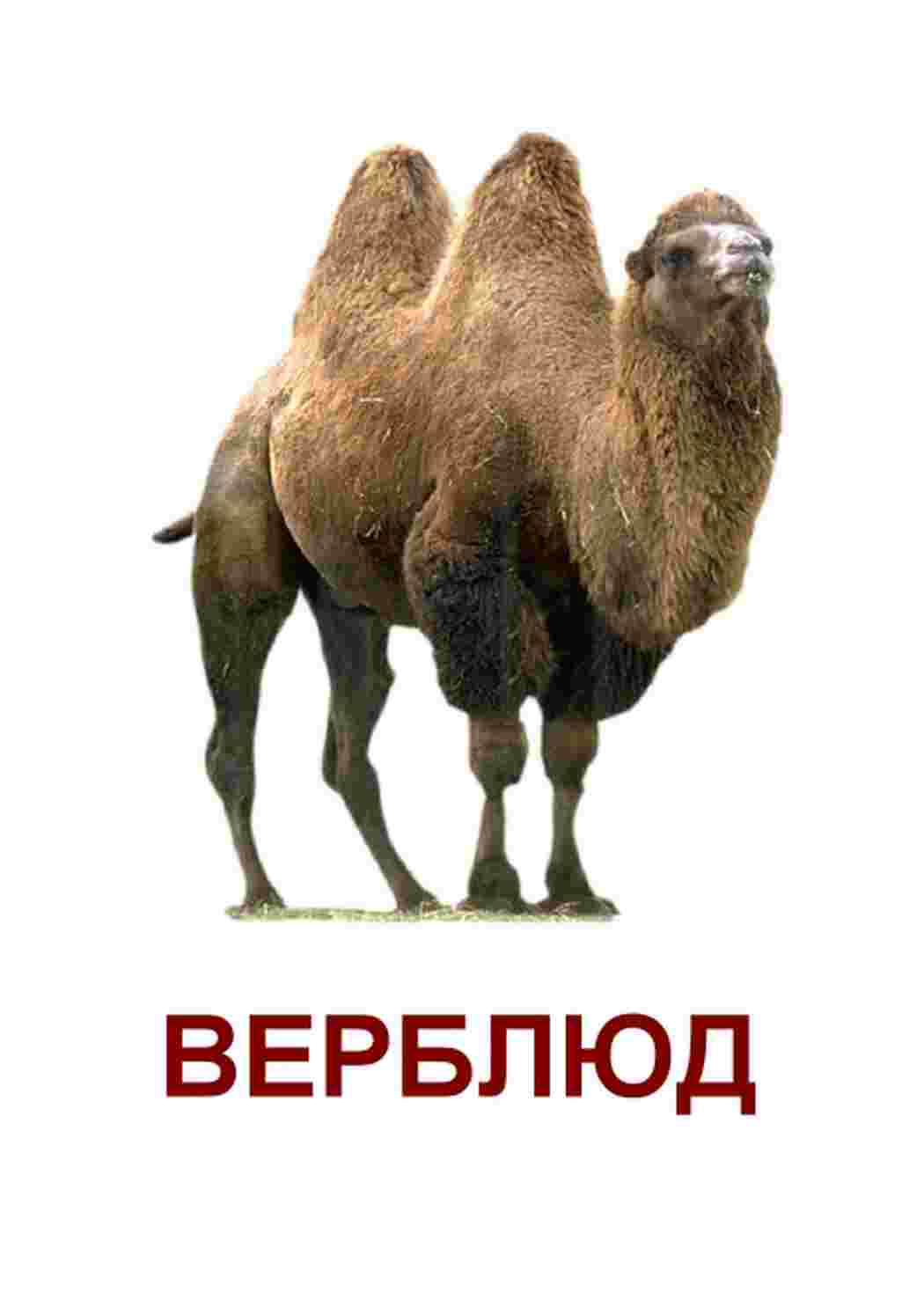 Раскраска картки диких тварин