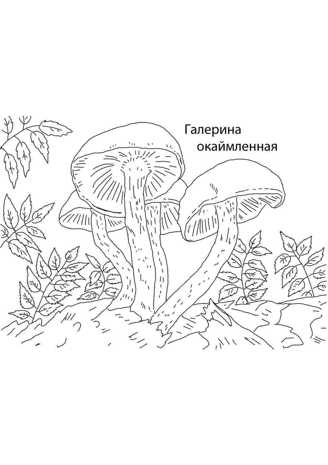 Раскраска Галерея обрамлена
